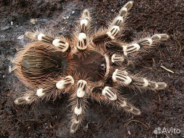 Фотосъемка Вашего питомца, домашних животных