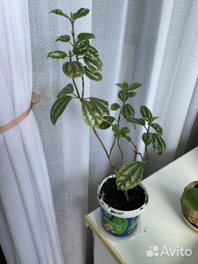 Комнатные растения