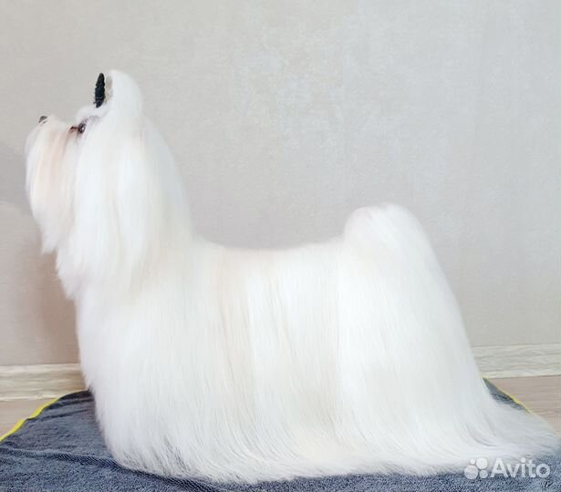 Мальтезе вязка