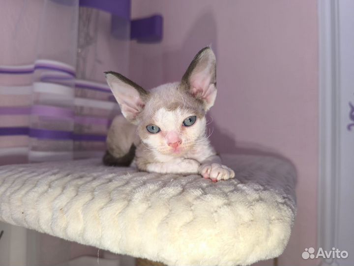 Котик Девон рекс