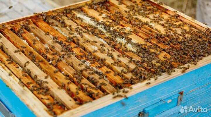 Свежий мед цветочный оптом