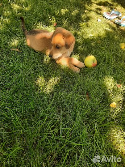 Собака, щенок