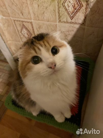 Кошка-мышеловка в добрые руки