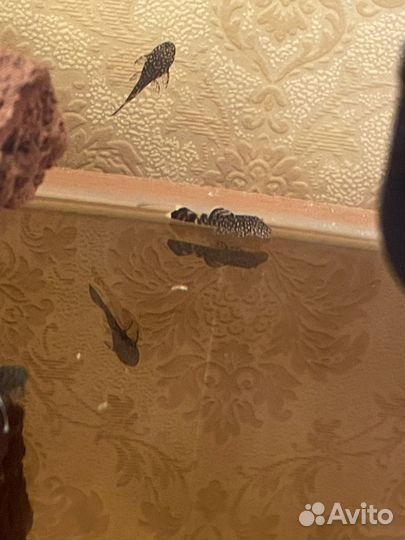 Аквариумные рыбки