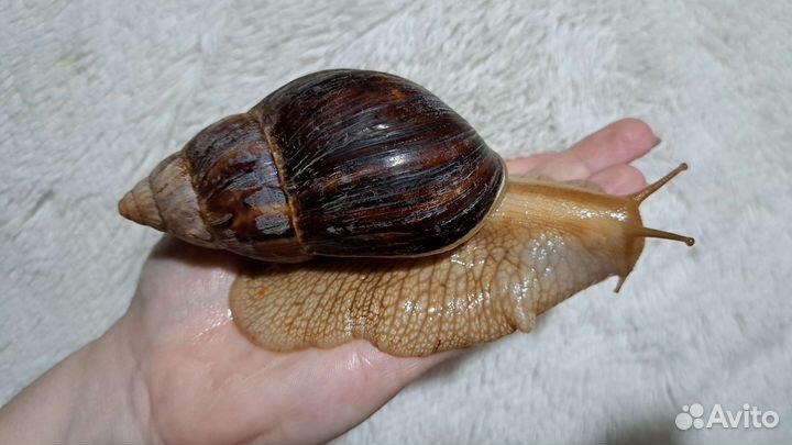Улитки ахатины