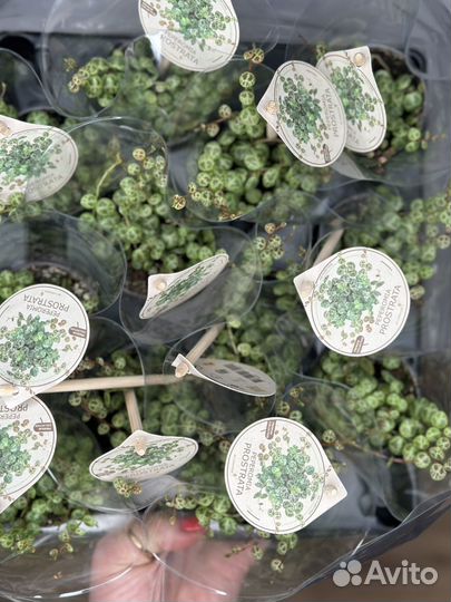 Пеперомия прострата