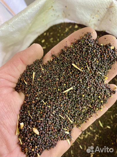 Рапс, Канареечное семя