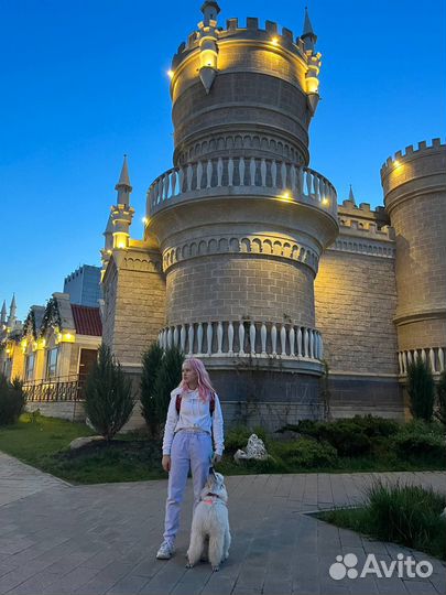 Выгул собак