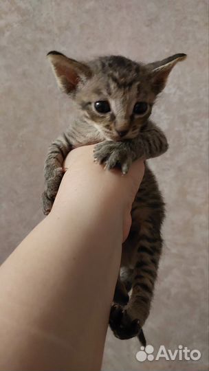 Корниш рекс бесплатно