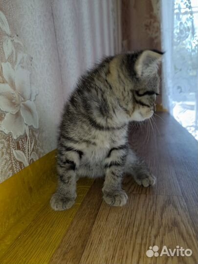 Котик бесплатно