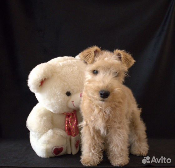 Лейкленд терьер