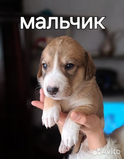 Собаки щенки