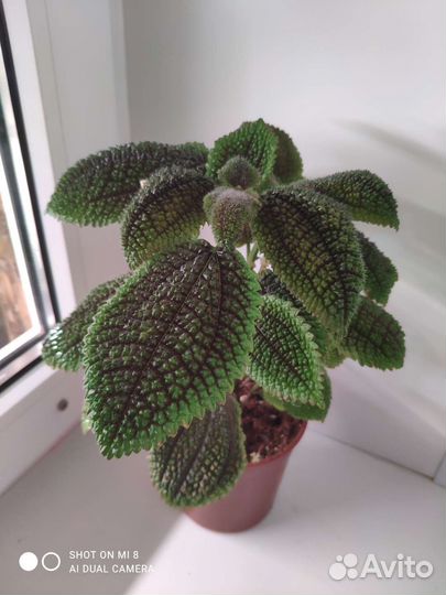 Пилея 3 сорта