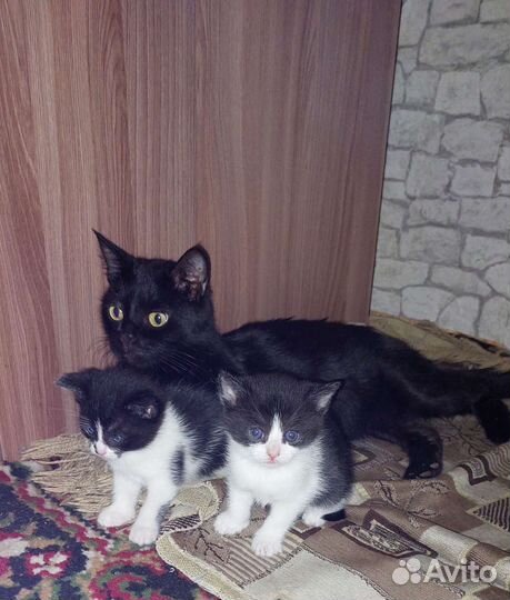 Котята в добрые руки