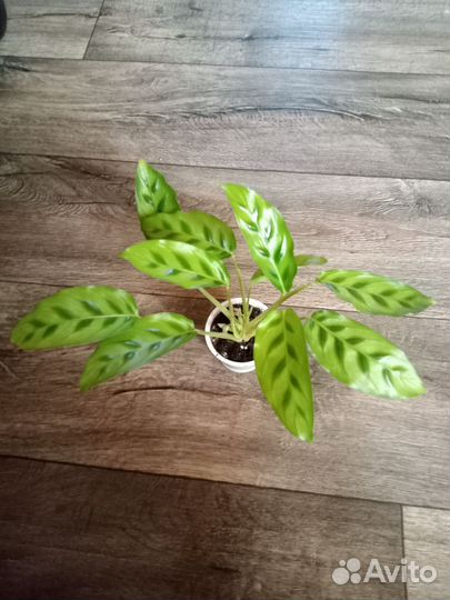 Маранты, строманты, калатеи