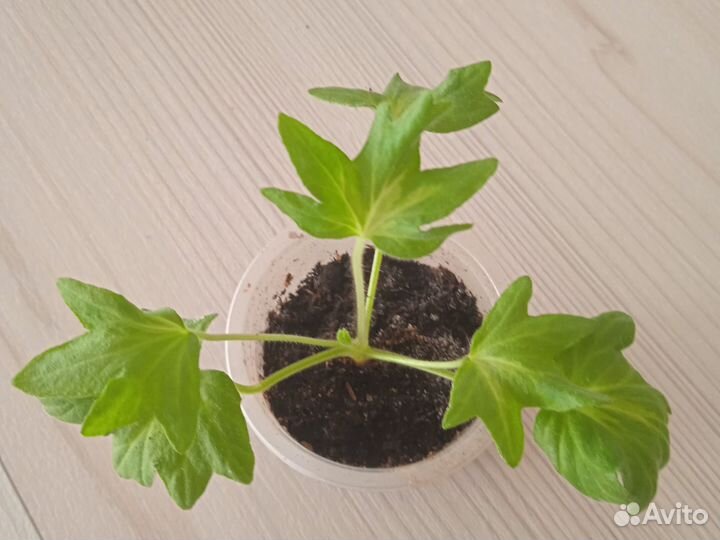 Пеларгония