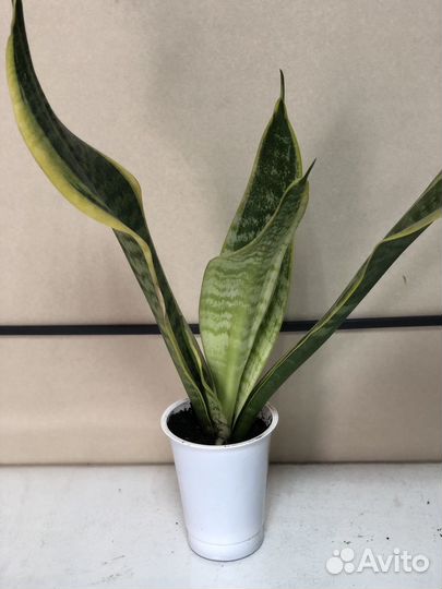 Комнатные растения