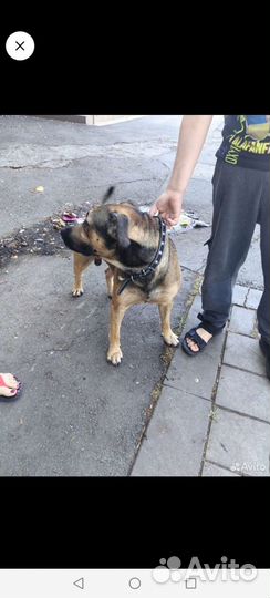 Отдам в добрые руки