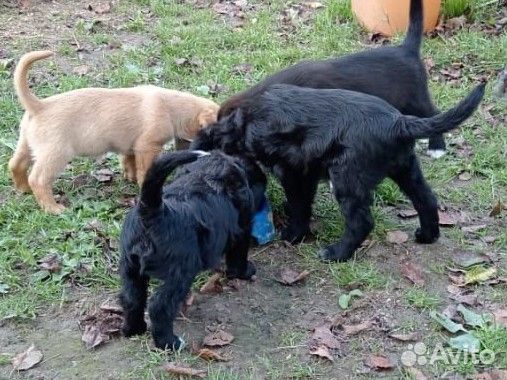 Собака в добрые руки отдам бесплатно