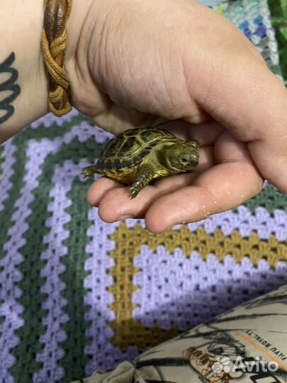 Черепаха сухопутная маленькая