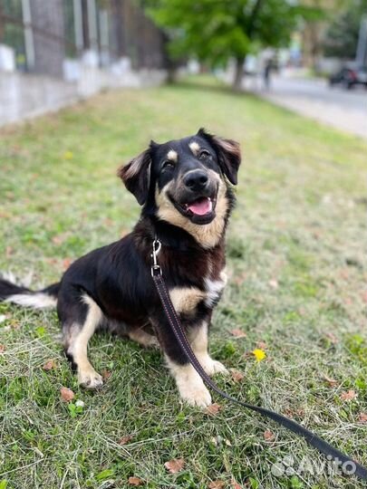 Мишка маленькая собака в добрые руки