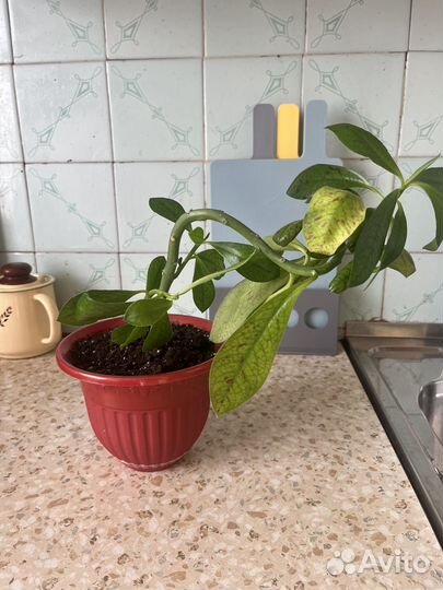 Синадениум Рубба