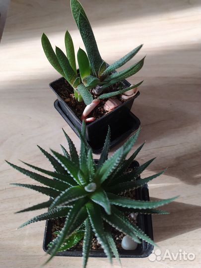 Хавортия полосатая