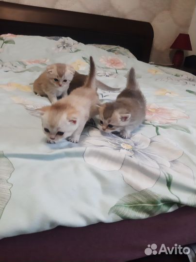 Шотландские вислоухие котята