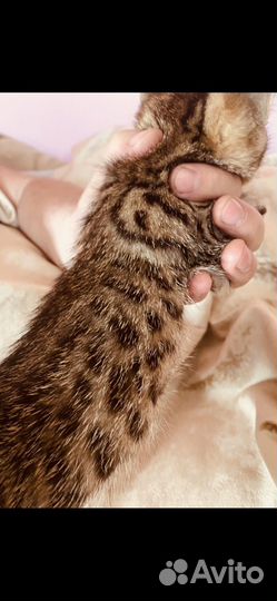 Бенгальские котята