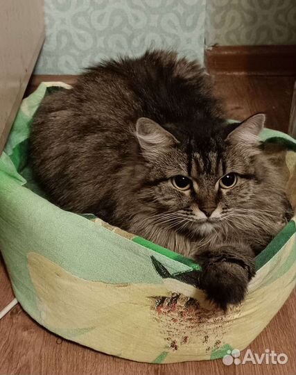 Стерилизованная кошка ищет дом