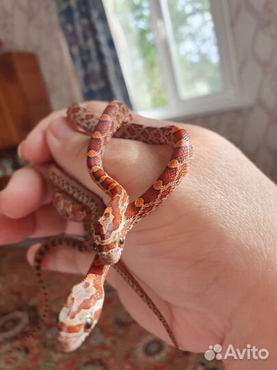 Змея маисовый полоз