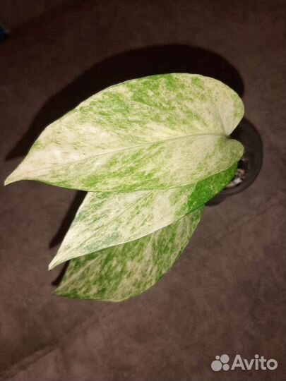 Эпипремнумы, сциндапсусы сортовые