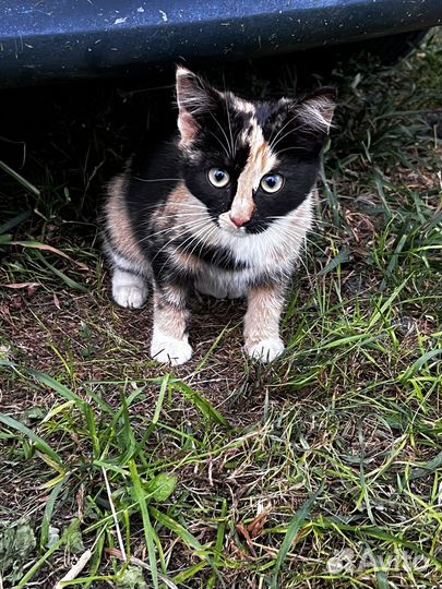 Трехцветный котенок в добрые руки