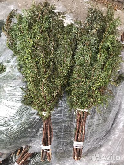 Дубувые веники, березовые