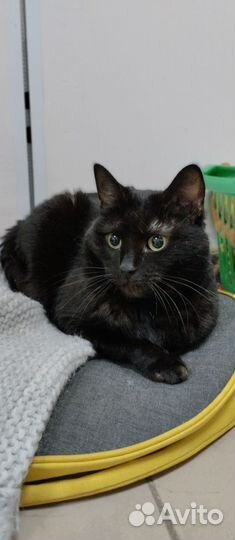 Кошка ищет дом