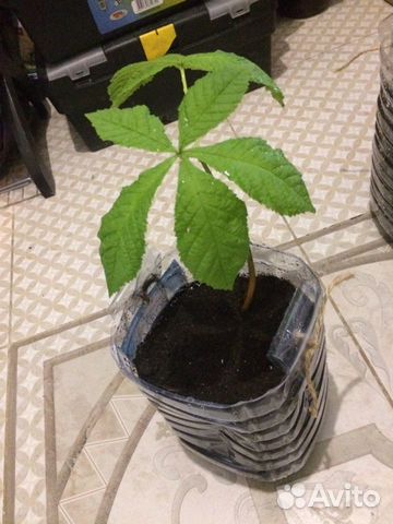 Саженцы Каштана