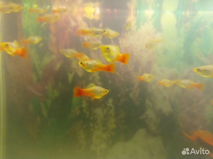 Аквариумные рыбки
