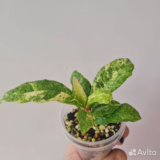 Фикус Фикус Альтиссима botryocarpa (ботриокарпа)