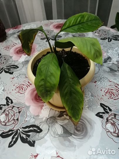 Комнатные цветы