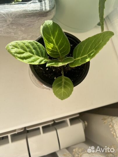 Глоксиния махровая