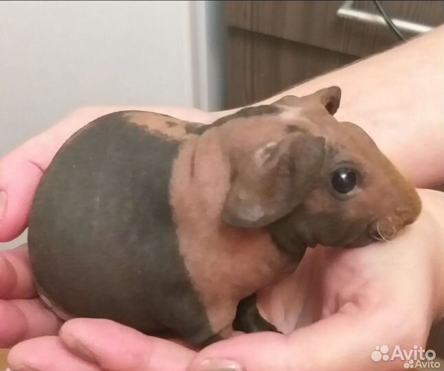 Морские свинки Американский Скинни Элит