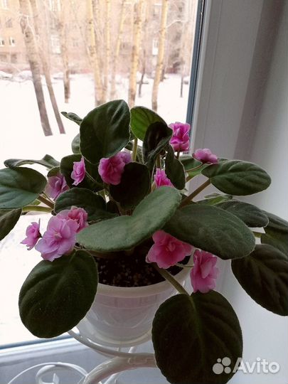 Фиалка цветущая розовая