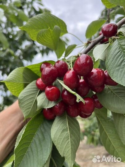 Черешня оптом