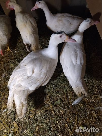 Индоутки, селезни, тяжёлой линии, гусыни линда