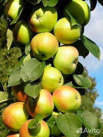 Саженцы яблони оптом питомник