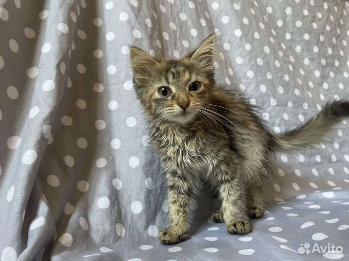 Кошечка в добрые руки