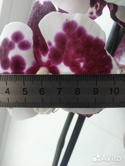 Орхидея фаленопсис