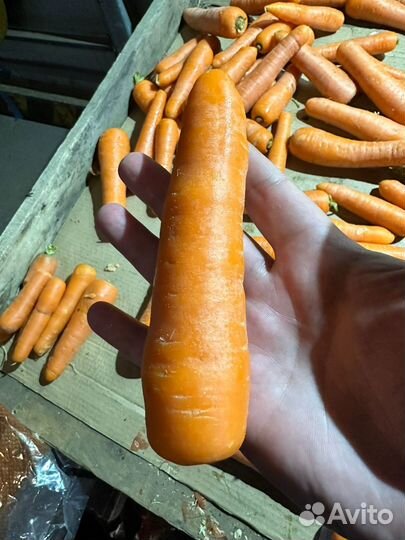 Морковь мытая