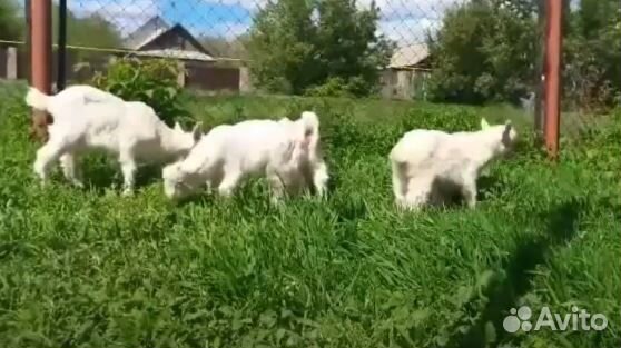 Козочки.Волгоградские