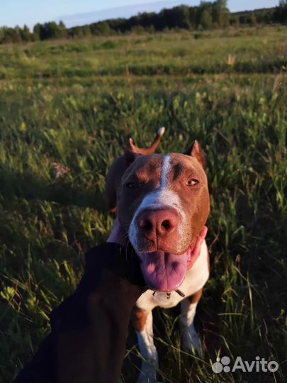 Питбуль кобель